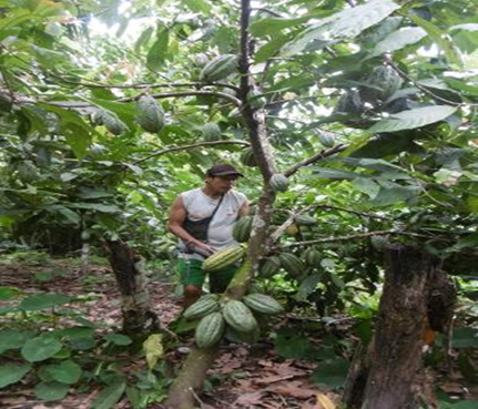 Agricultura Orgánica